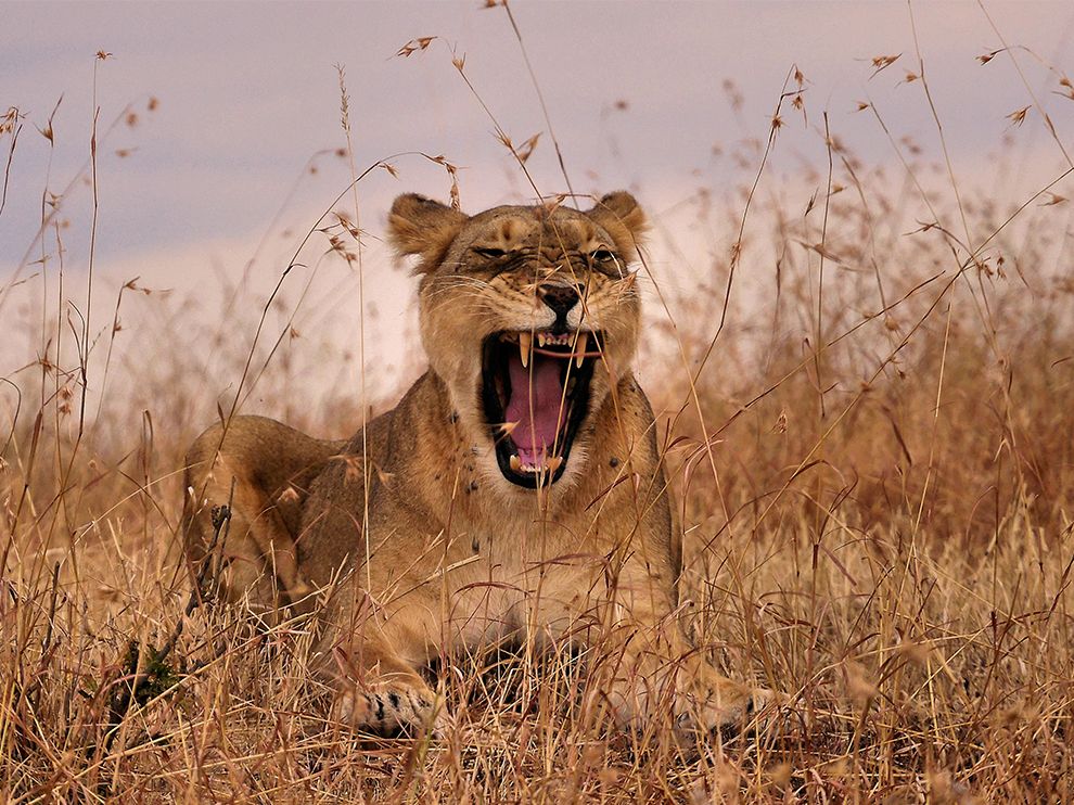 Lioness in the Masai Mara