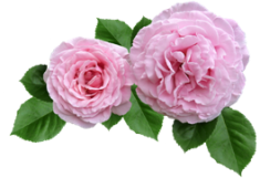 rose-2898362_960_720 (235x161, 69Kb)